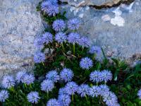 Herzblättrige Kugelblumen vor Felsnische